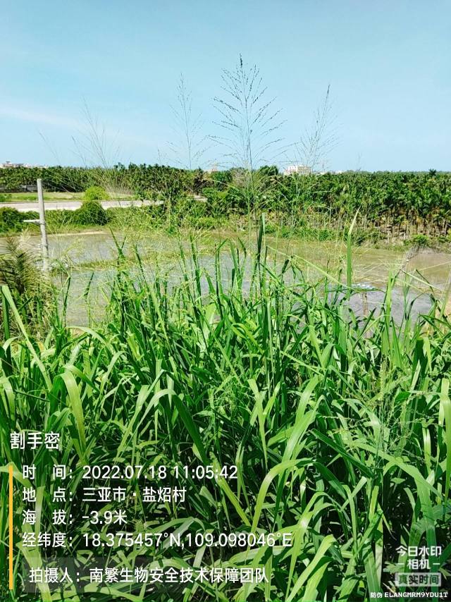 割手密