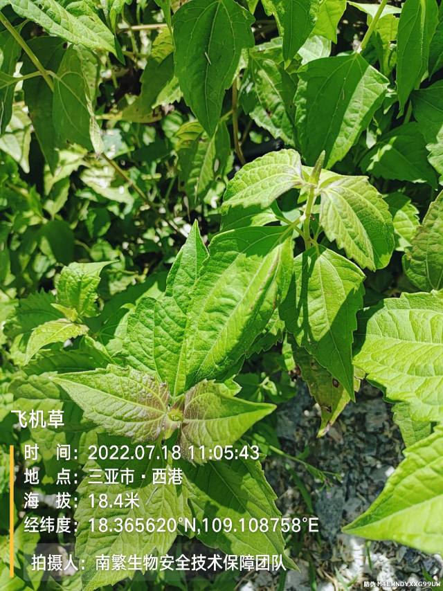 飞机草