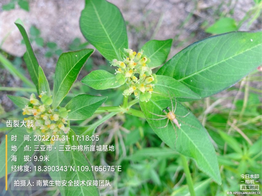 齿裂大戟