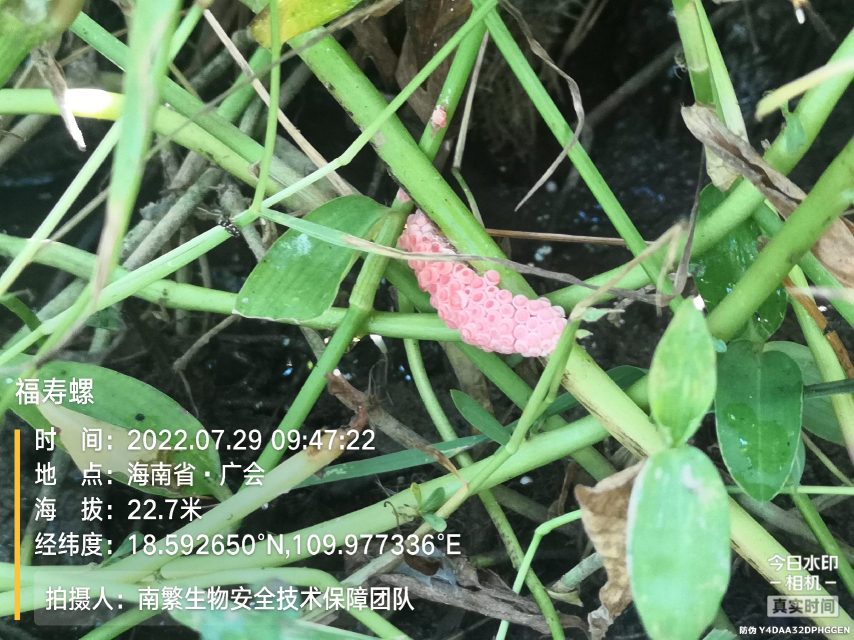 福寿螺