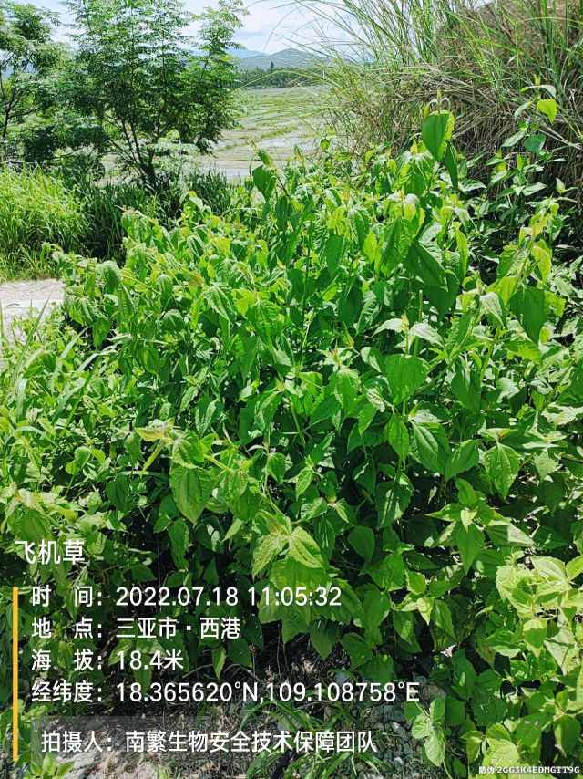 飞机草