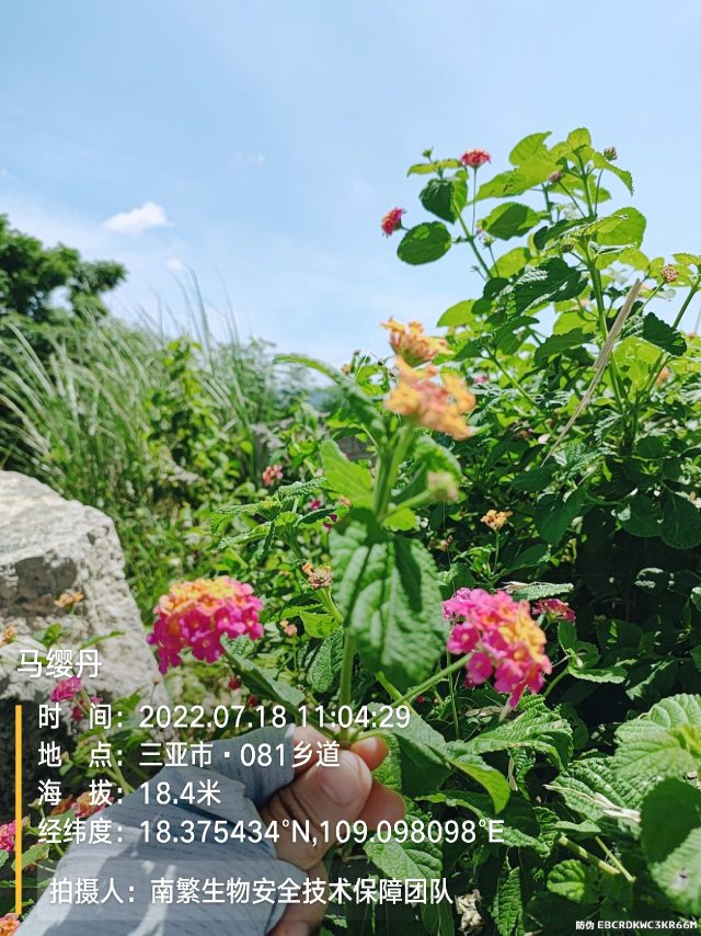 马缨丹