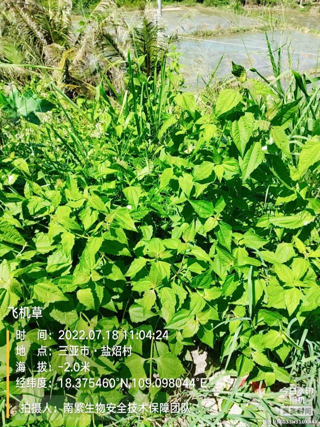 飞机草