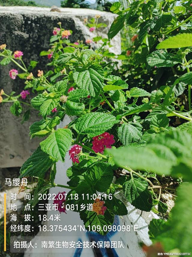 马缨丹