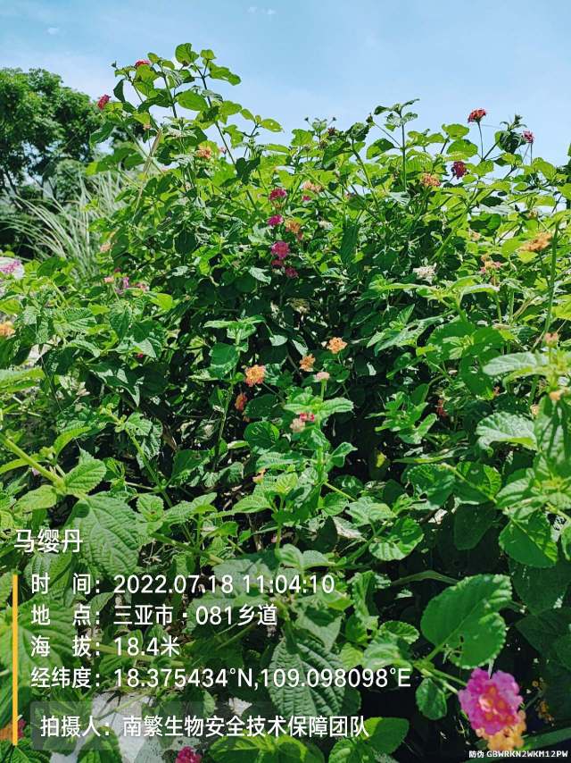 马缨丹