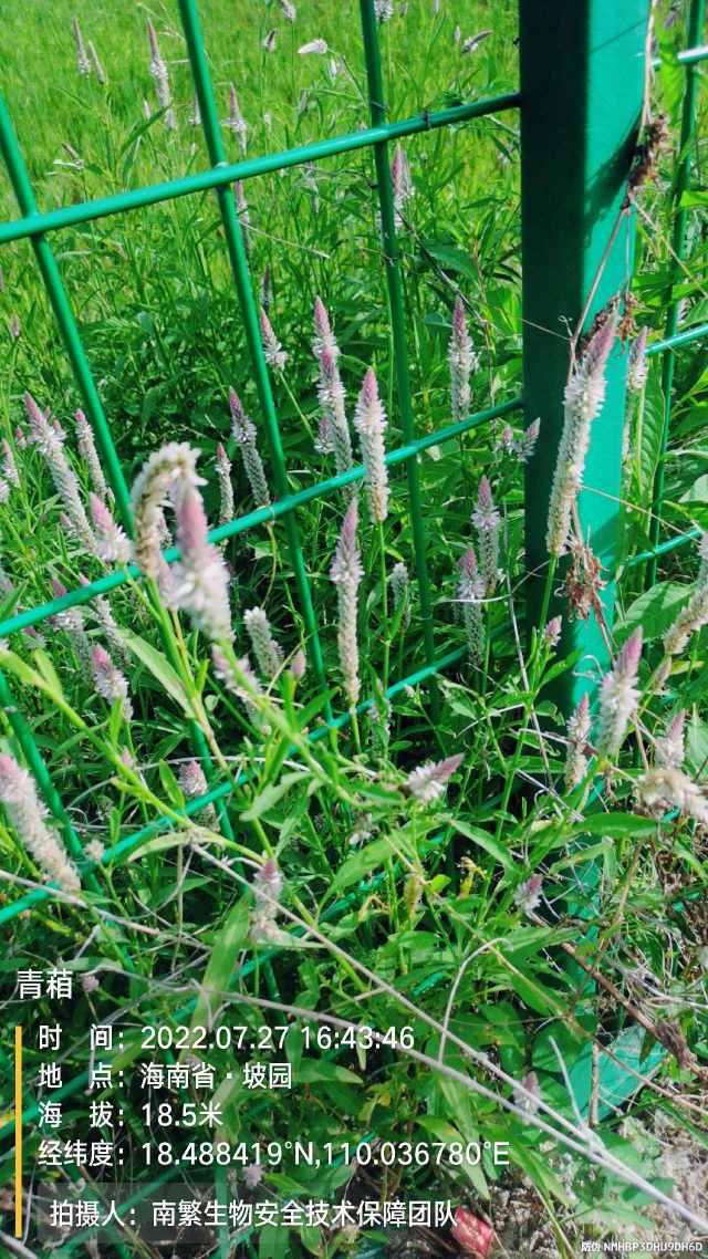 青葙