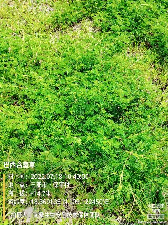 巴西含羞草