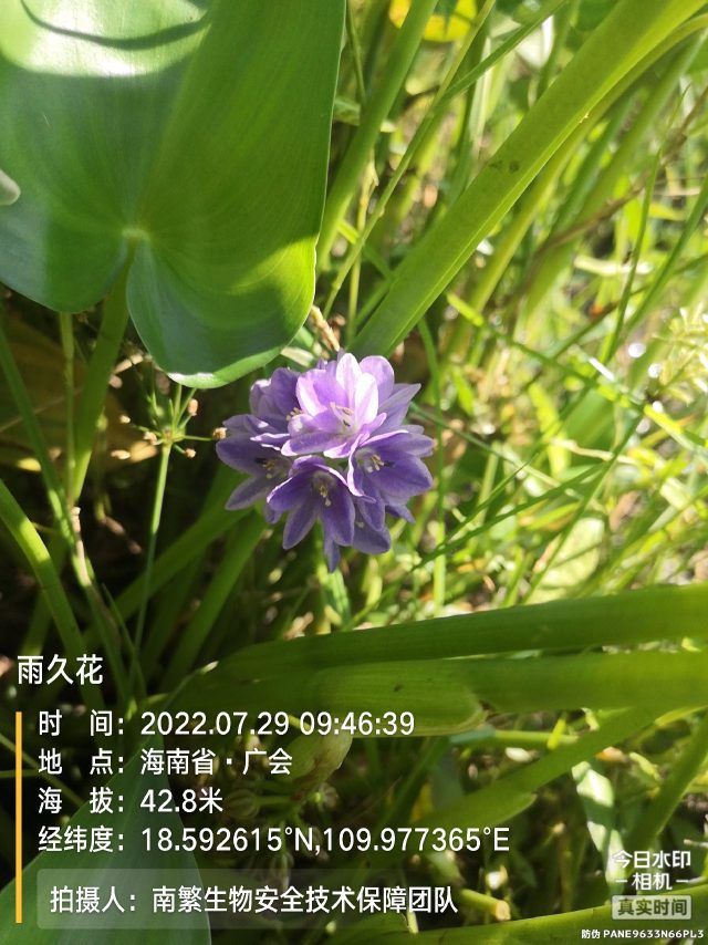雨久花