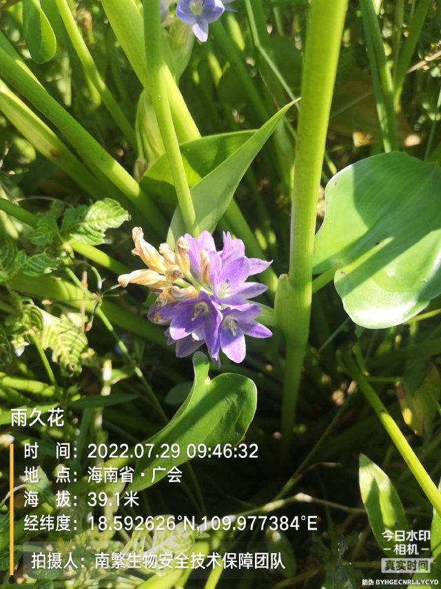 雨久花