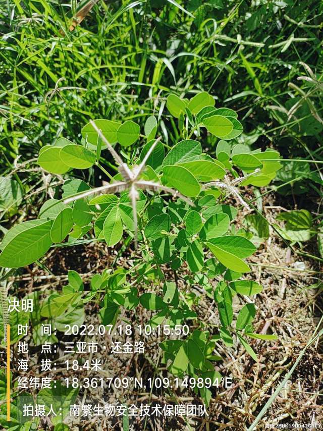 决明