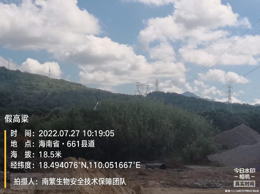 假高粱