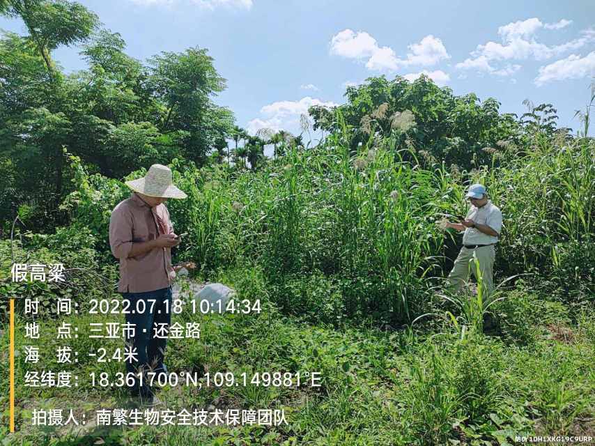 假高粱