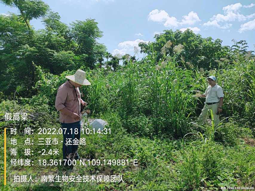 假高粱