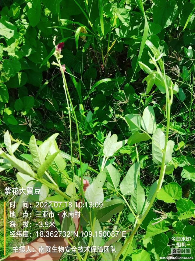 紫花大翼豆