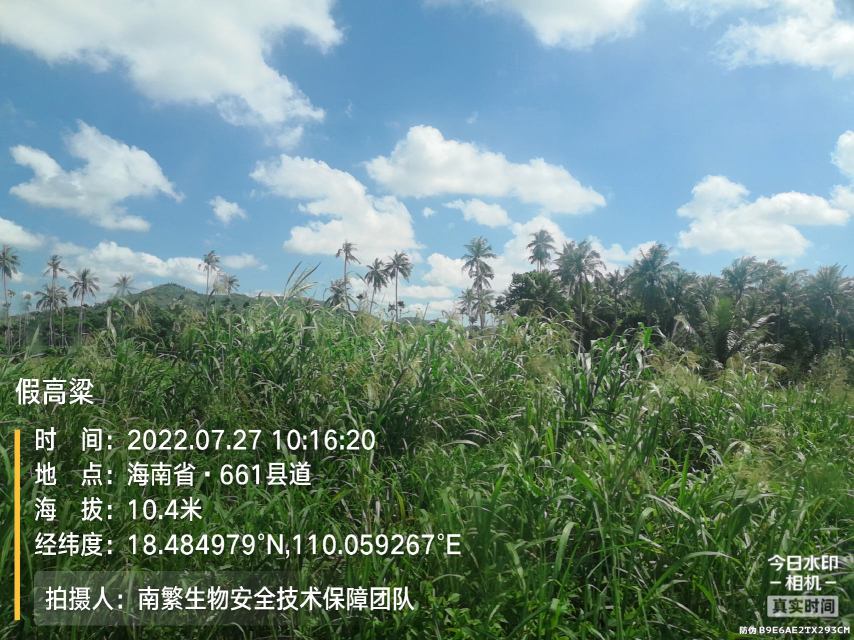 假高粱