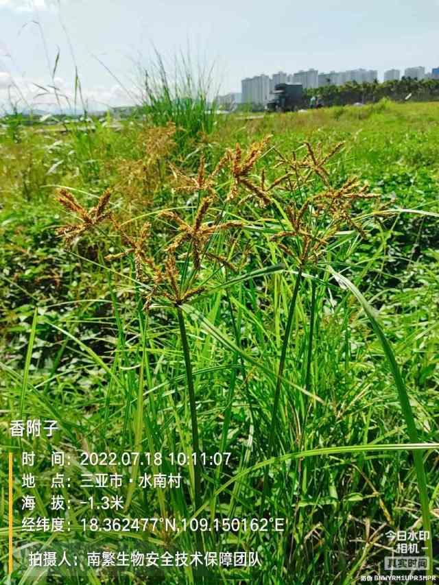 香附子