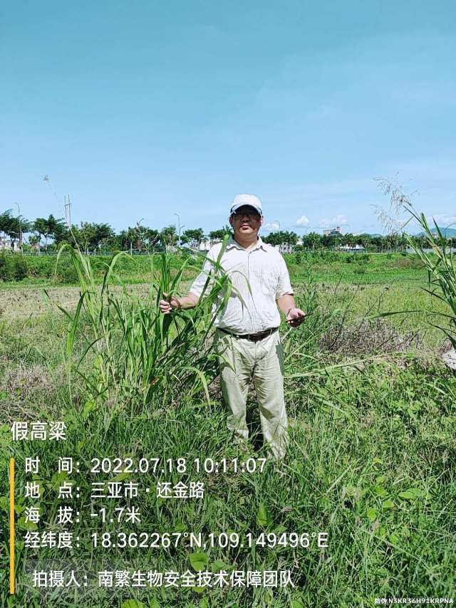 假高粱