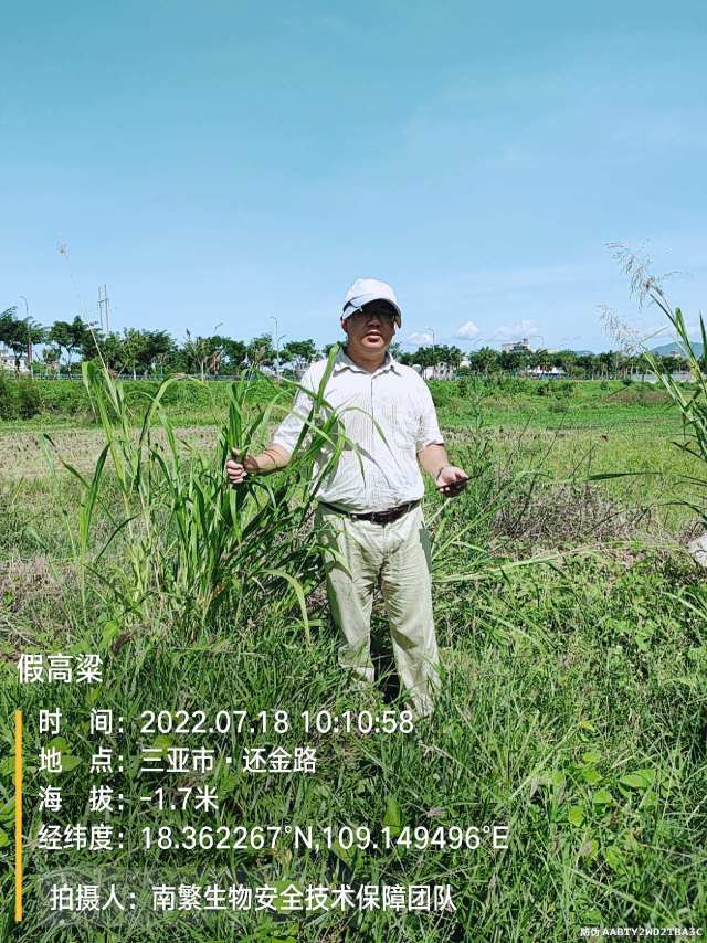 假高粱