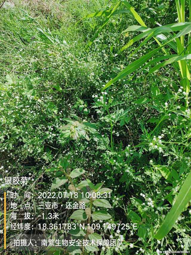 银胶菊