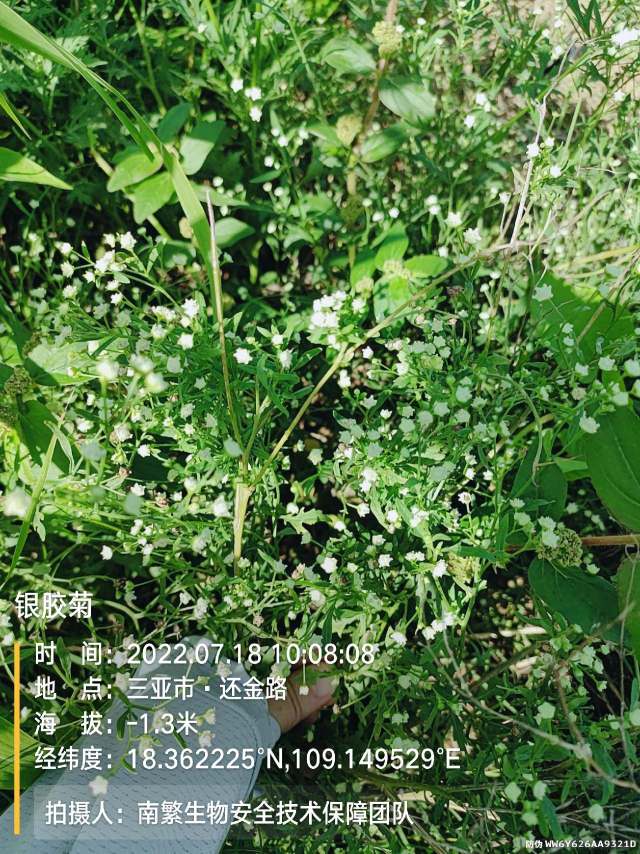 银胶菊