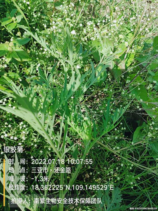 银胶菊