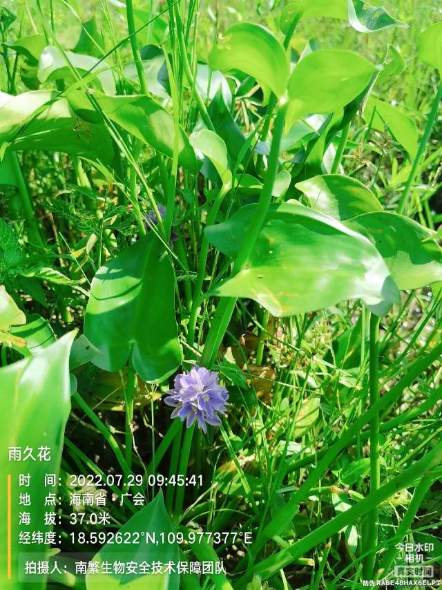 雨久花