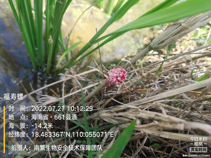 福寿螺