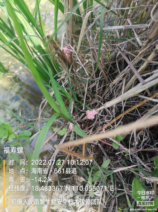 福寿螺
