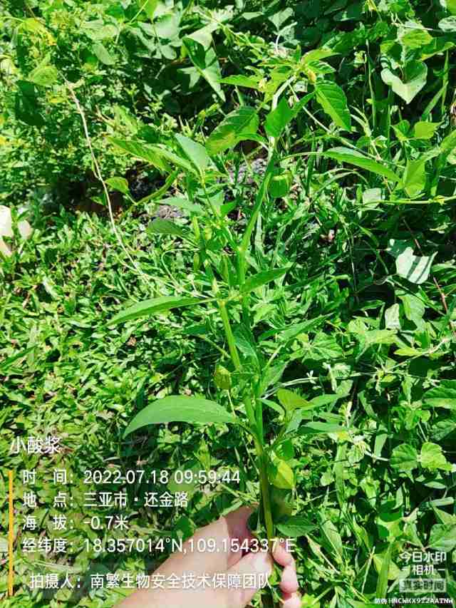 小酸浆