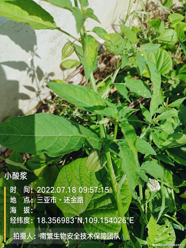 小酸浆