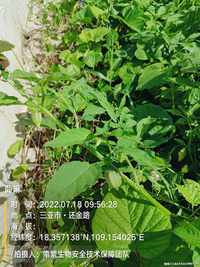 苘麻