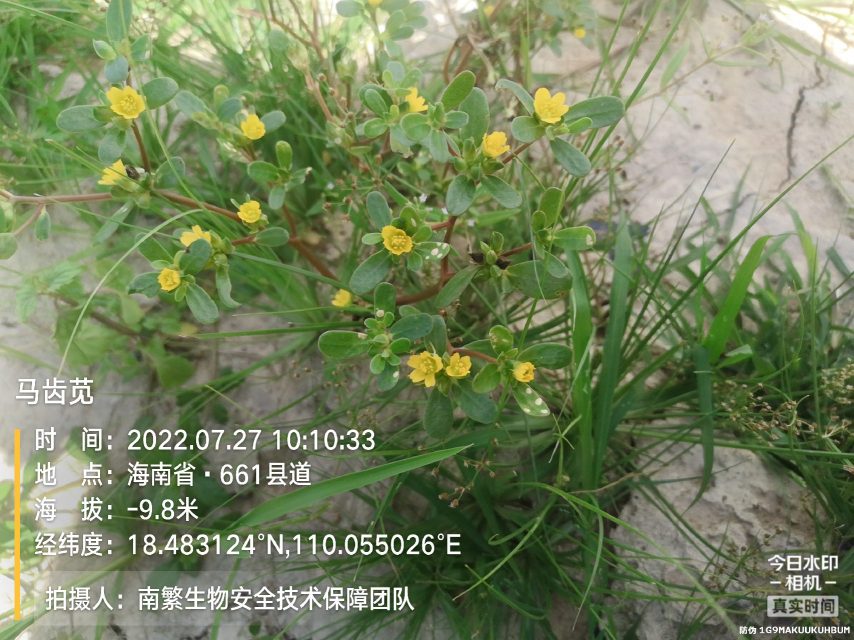 马齿苋
