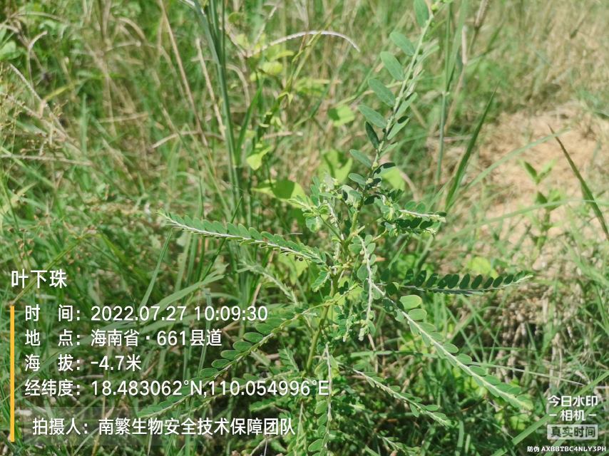 叶下珠