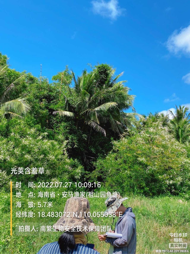 光荚含羞草