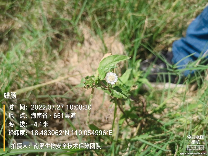 鱧肠