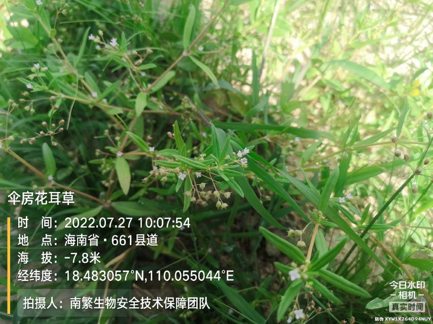 伞房花耳草