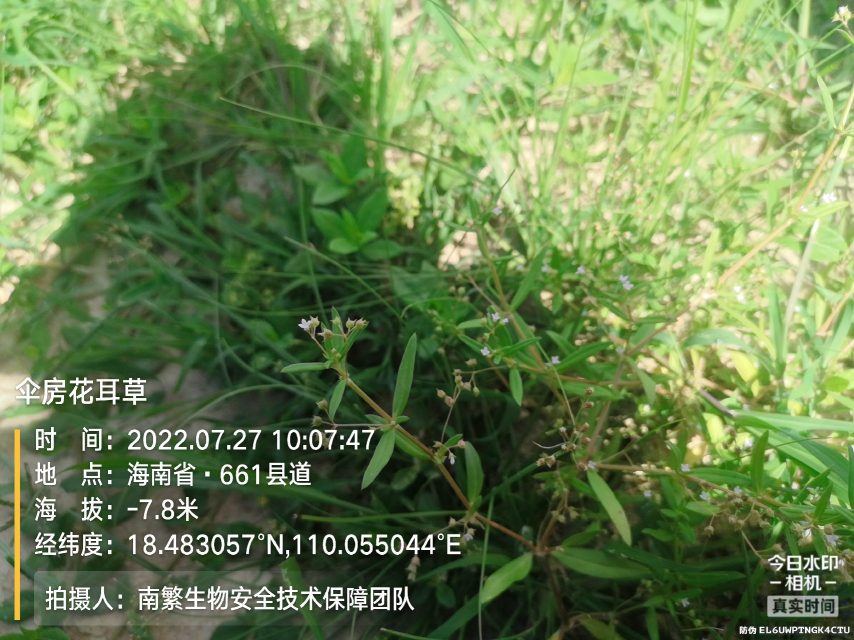伞房花耳草