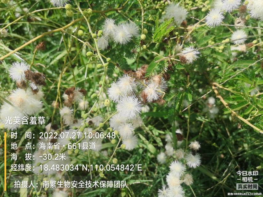 光荚含羞草