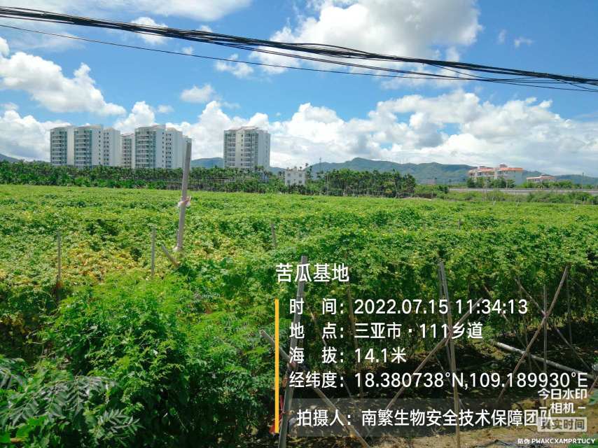 苦瓜基地