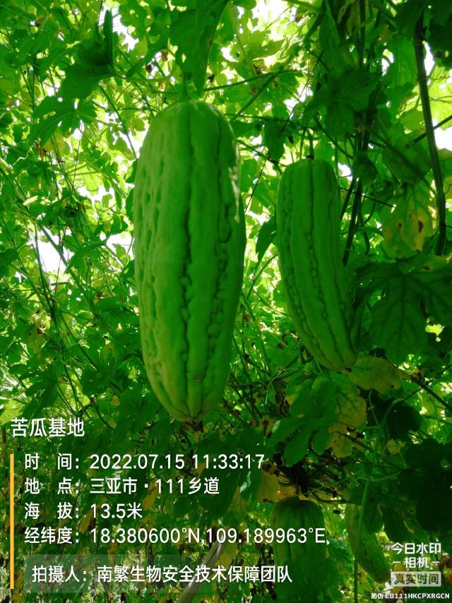 苦瓜基地