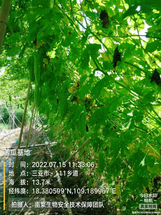 苦瓜基地