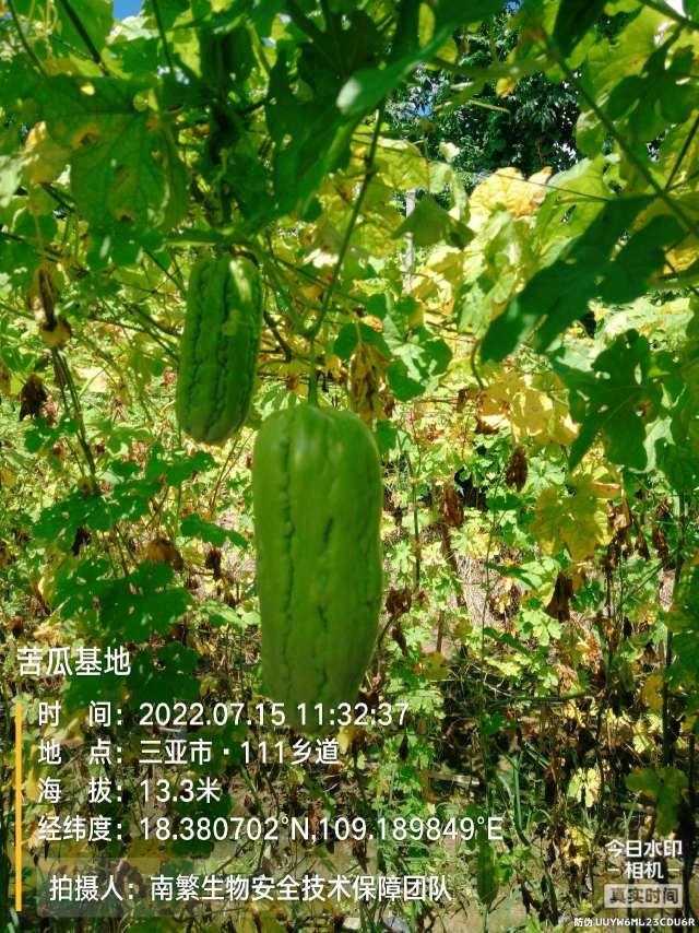 苦瓜基地