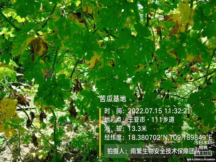 苦瓜基地