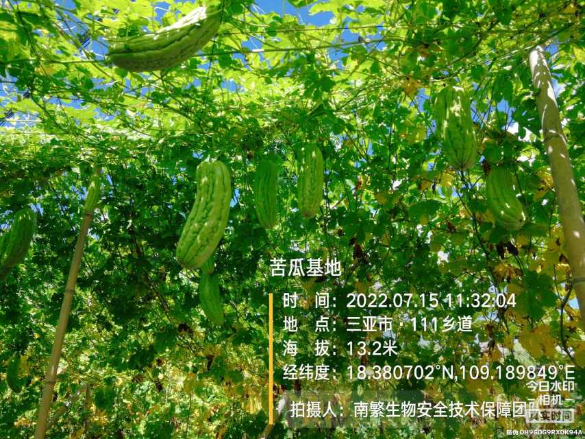 苦瓜基地
