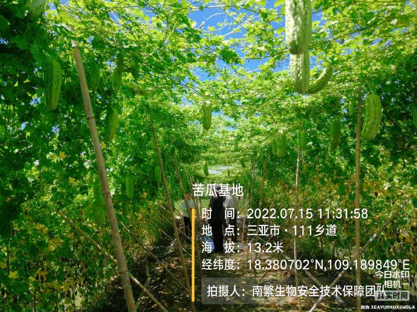 苦瓜基地