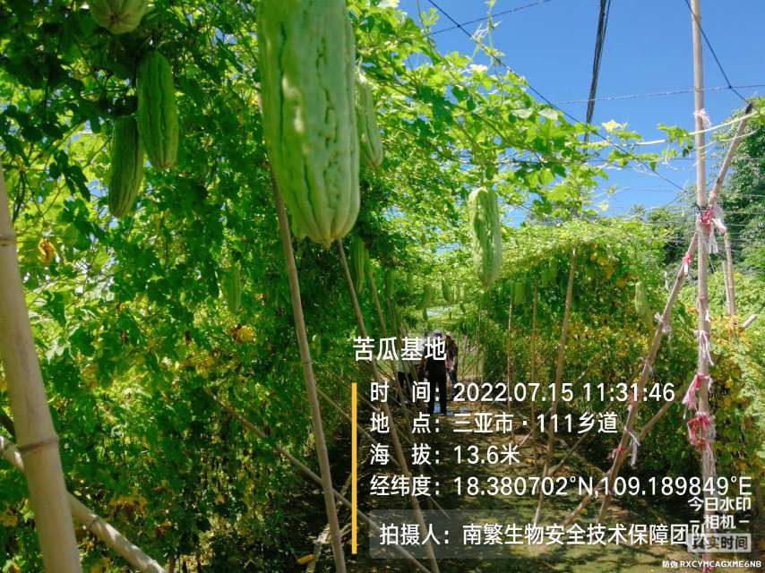 苦瓜基地