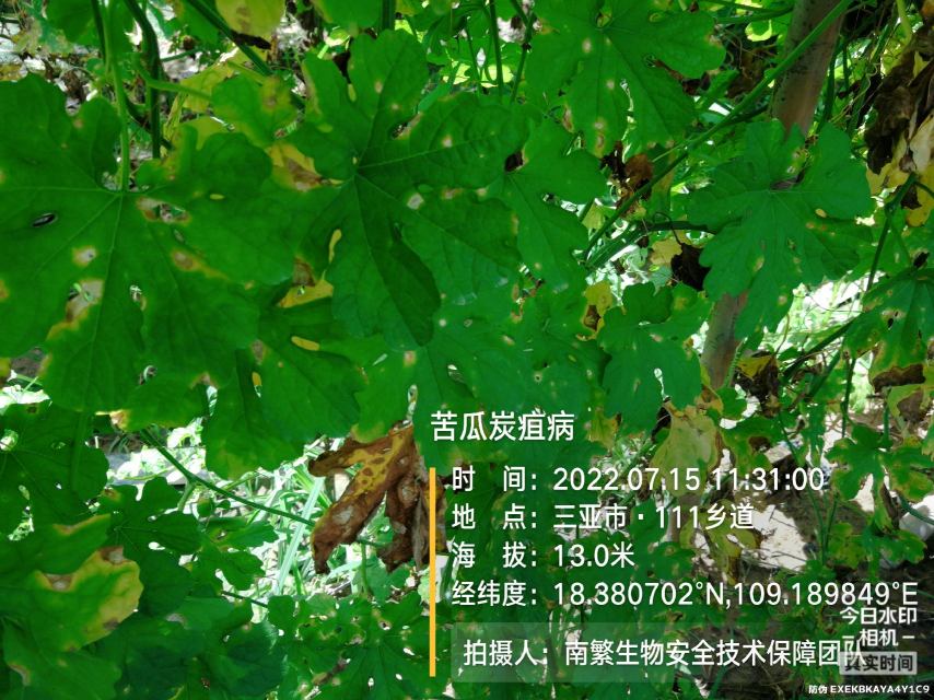苦瓜炭疽病