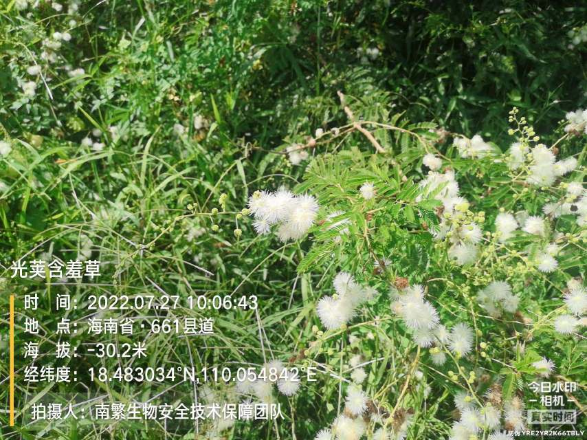 光荚含羞草