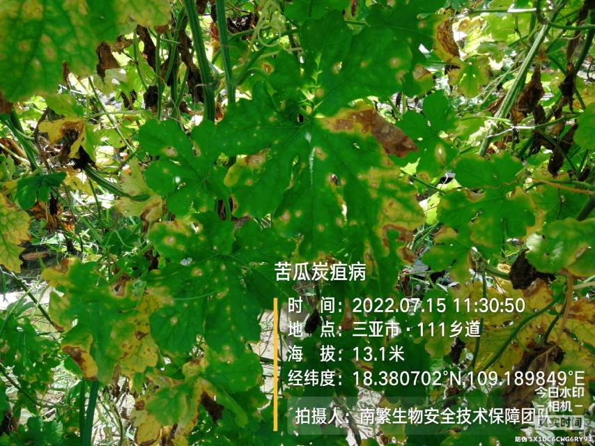 苦瓜炭疽病