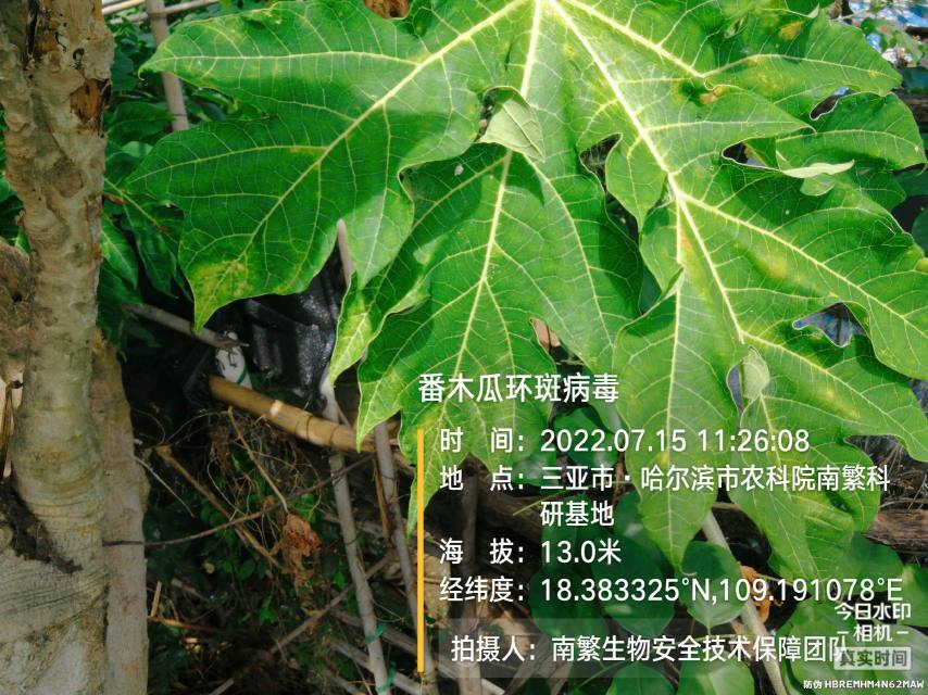 番木瓜环斑病毒